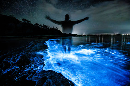 bioluminescence sea