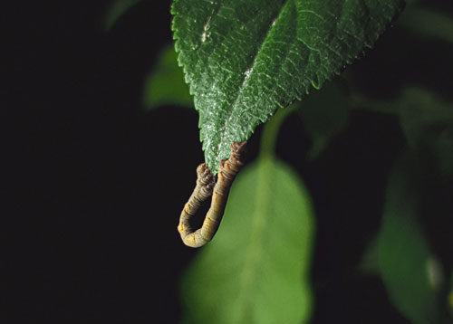 caterpillars artificial light pollution